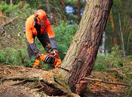 How Our Tree Care Process Works  in  Springfield, CO