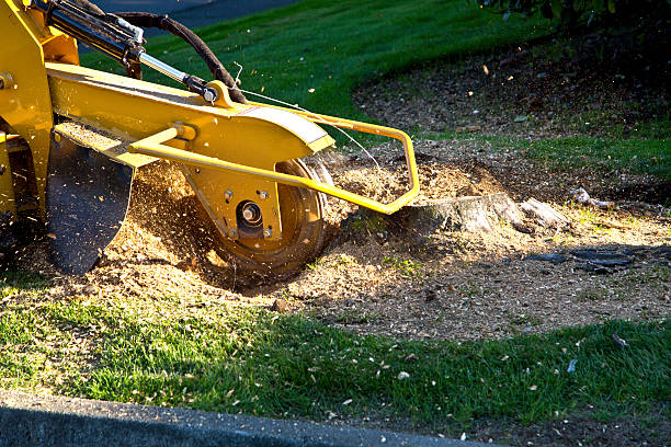Best Lawn Drainage Solutions  in Springfield, CO