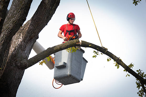 Springfield, CO Tree Removal Company