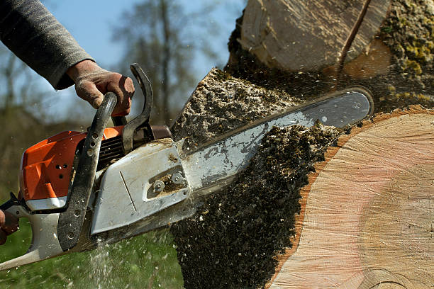 Reliable Springfield, CO Tree Removal Solutions